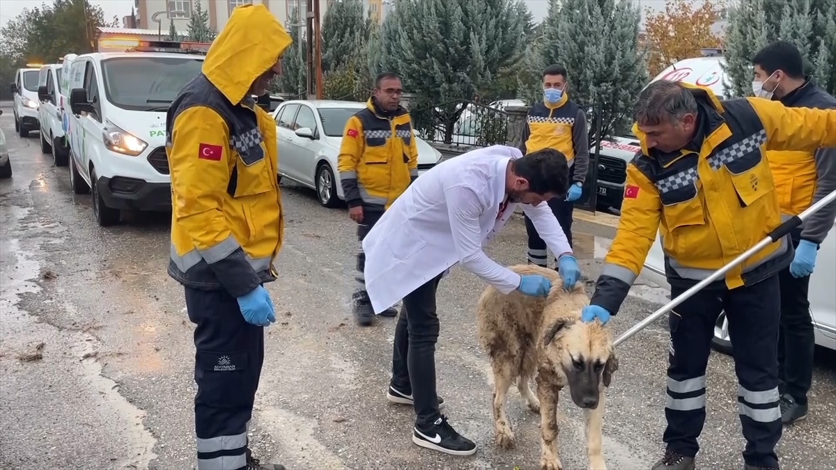 Adıyaman’da karantinaya alınan mahallelerde kuduz aşısı çalışmaları sürüyor