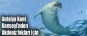 Antalya Kent Konseyi’nden Akdeniz fokları için acil çağrı