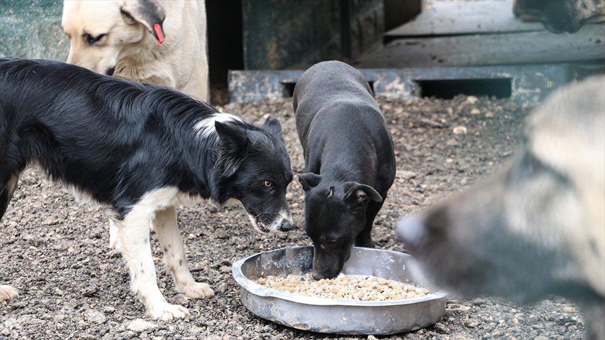 Gaziantep’in atık gıdaları sahipsiz hayvanlar için mamaya dönüştürülüyor