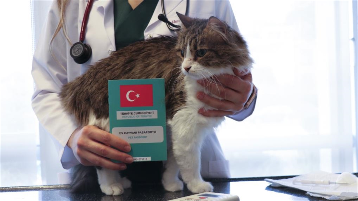 AA-20221217-29762175-29762174-EV_HAYVANLARINA_DIJITAL_KIMLIK_UYGULAMASINDA_SON_2_HAFTAYA_GIRILDI
