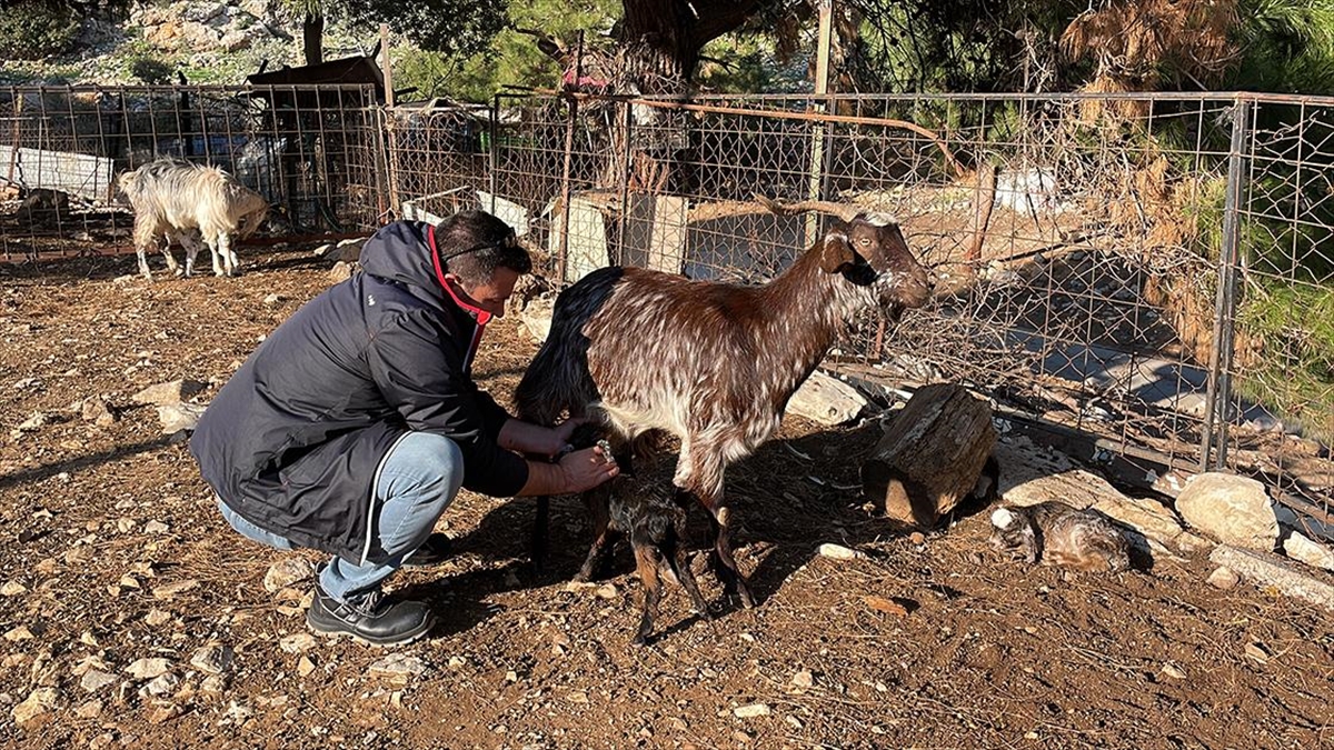 Bodrum’un “teknolojik çobanı” yeni doğan oğlağı kalp masajıyla hayata bağladı