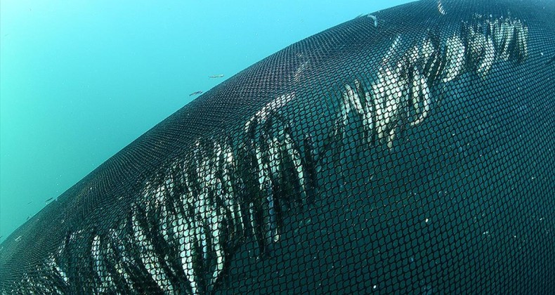 Akdeniz ve Karadeniz’de aşırı avlanma azalsa da sürdürülebilirlik sağlanamadı
