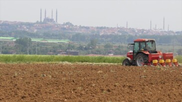 Edirne’de hastalıklara dayanıklı yerli hibrit ayçiçeği tohumları toprakla buluşuyor