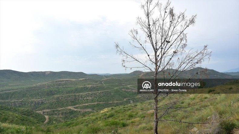 Manavgat’ta yanan ormanlık alanlarda yeşeren fidanlar 50 santimetreye ulaştı