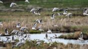 Kars’taki Çalı Gölü’nde bugüne kadar 185 türden kuş gözlemlendi