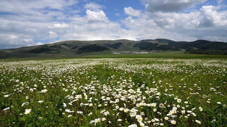 Sarıkamış’ın doğası papatya ve gelinciklerle süslendi