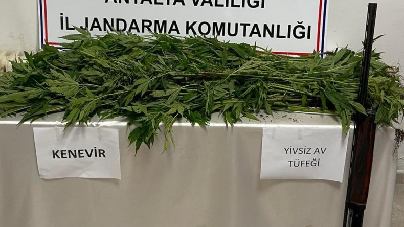 ANTALYA’DA 107 KÖK KENEVİR BİTKİSİ ELE GEÇİRİLDİ