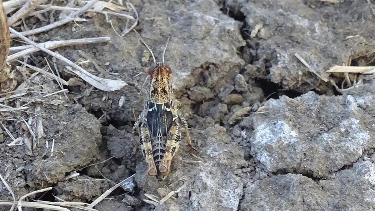 Tekirdağ’da görülen çekirgelere karşı 3 bin dekar tarım arazisi ilaçlandı