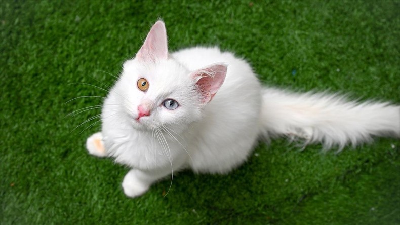 Van Kedi Villası’nda her sene 100 sevimli pati sahiplendiriliyor