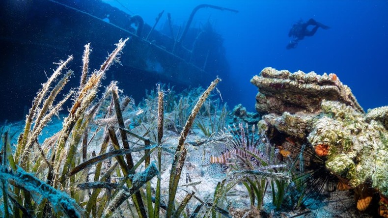 Bodrum’da deniz çayırları su altı kamerasınca görüntülendi