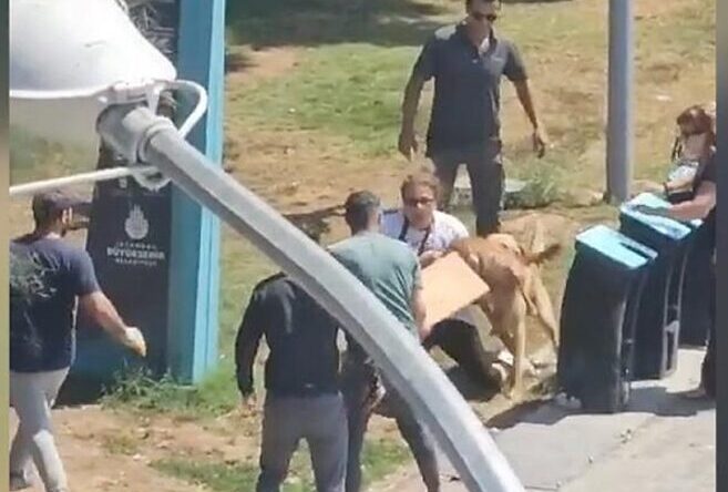 Kadıköy’de köpeğin saldırısına uğrayan kadın yaralandı