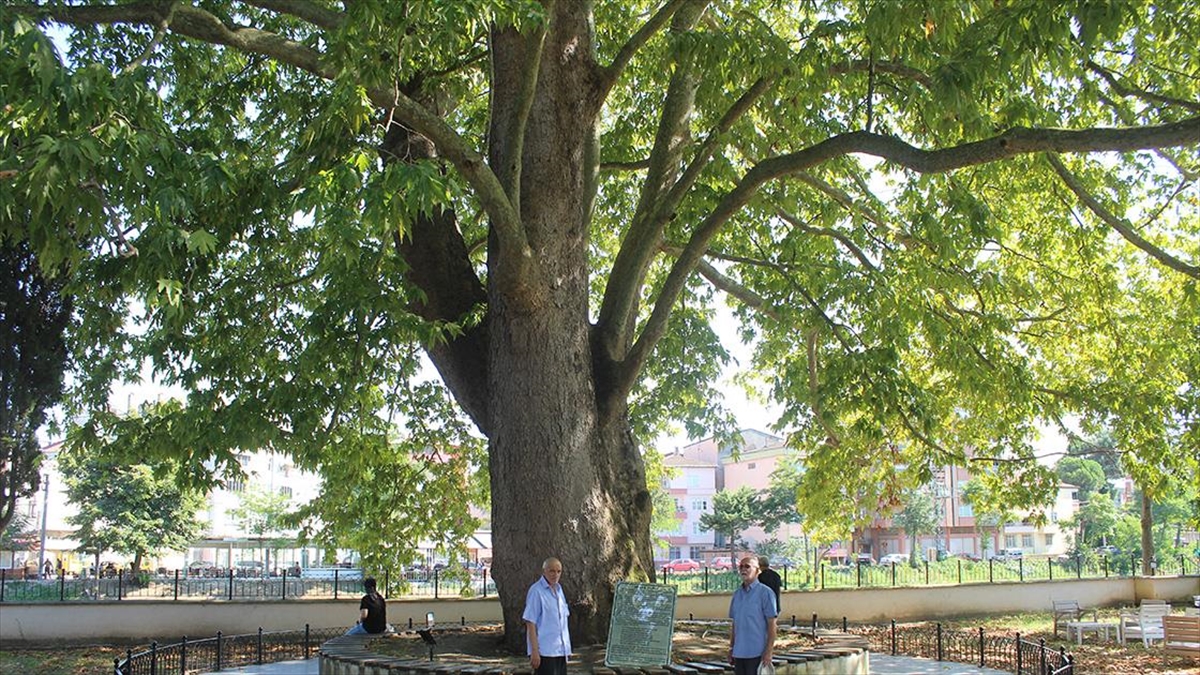 Samsun’da 547 yıllık çınar ağacı, serinlemek isteyenlerin uğrak noktası oldu