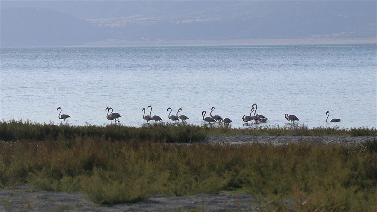 Burdur Gölü’nde beslenen flamingolar görüntülendi