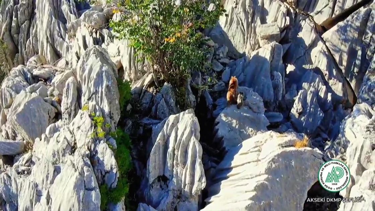 Antalya’da ayı ve ikiz yavrusunun sarp kayalıklara tırmanma çabası görüntülendi