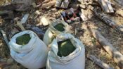 Diyarbakır’da 1 ton 530 kilogram esrar ve 2 milyon 850 kök skunk bitkisi ele geçirildi