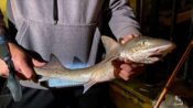 Üsküdar’da bir gencin oltasına yavru köpek balığı takıldı