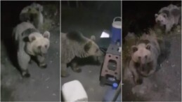 Arazide çalışma yapan ekiplerin boz ayılarla karşılaşma anı kamerayla görüntülendi