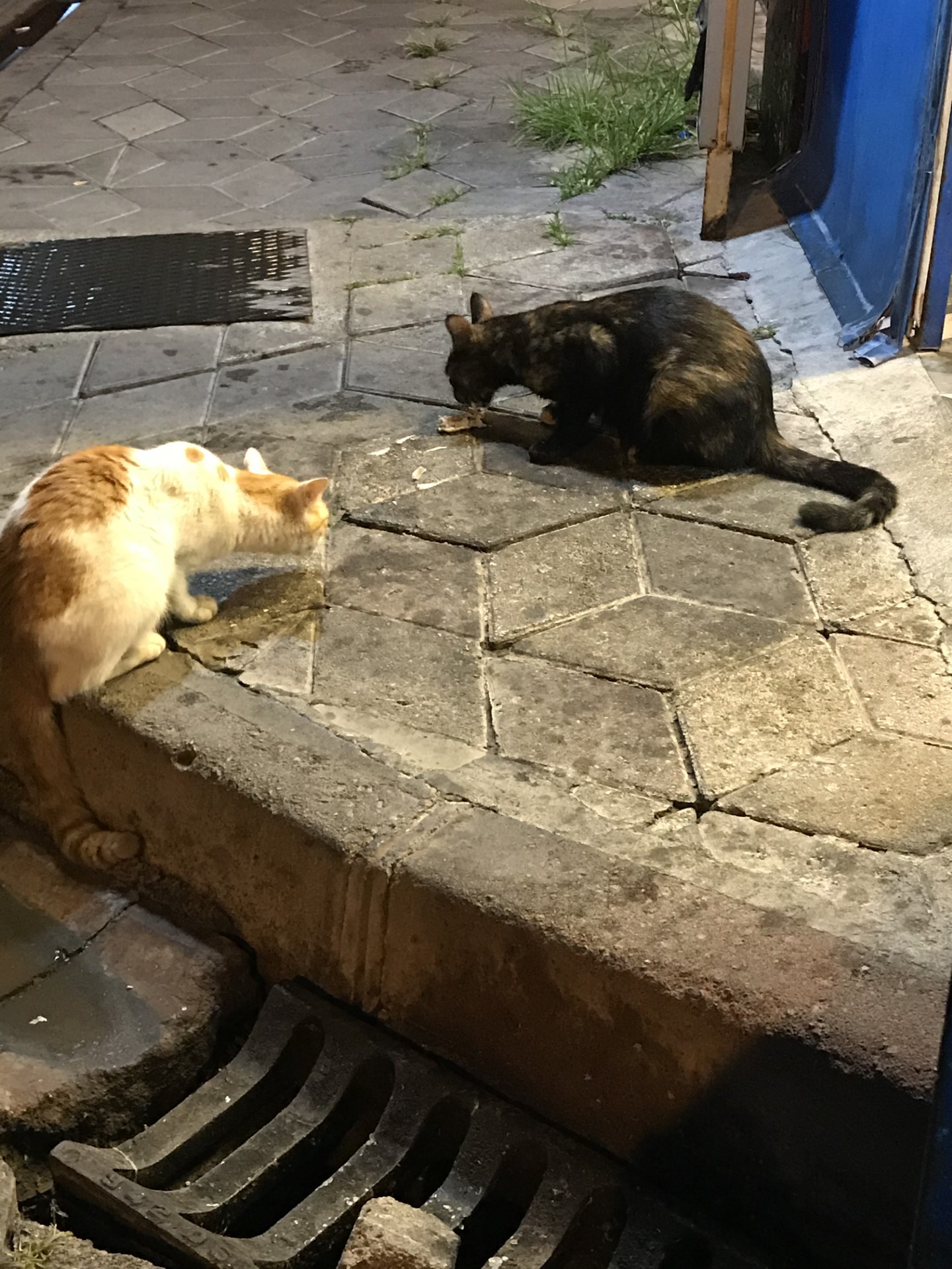 BALIKLARIMIZI SOKAK KEDİLERİ İLE BİRLİKTE YEDİK ….
