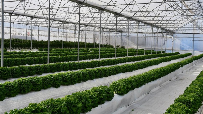 Kocaeli’de volkanik cürufla yetiştirilen sebzeler hasat ediliyor