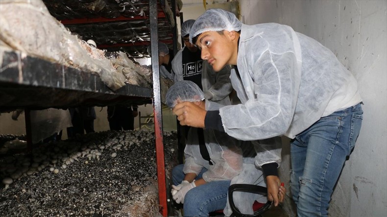 Amasya’da meslek lisesi öğrencileri yetiştirdiği mantar ve mısırın hasadını yaptı