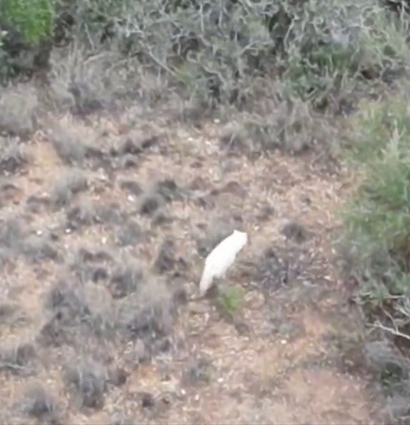 Türkiye’de ilk kez bir “albino çakal” görüntülendi