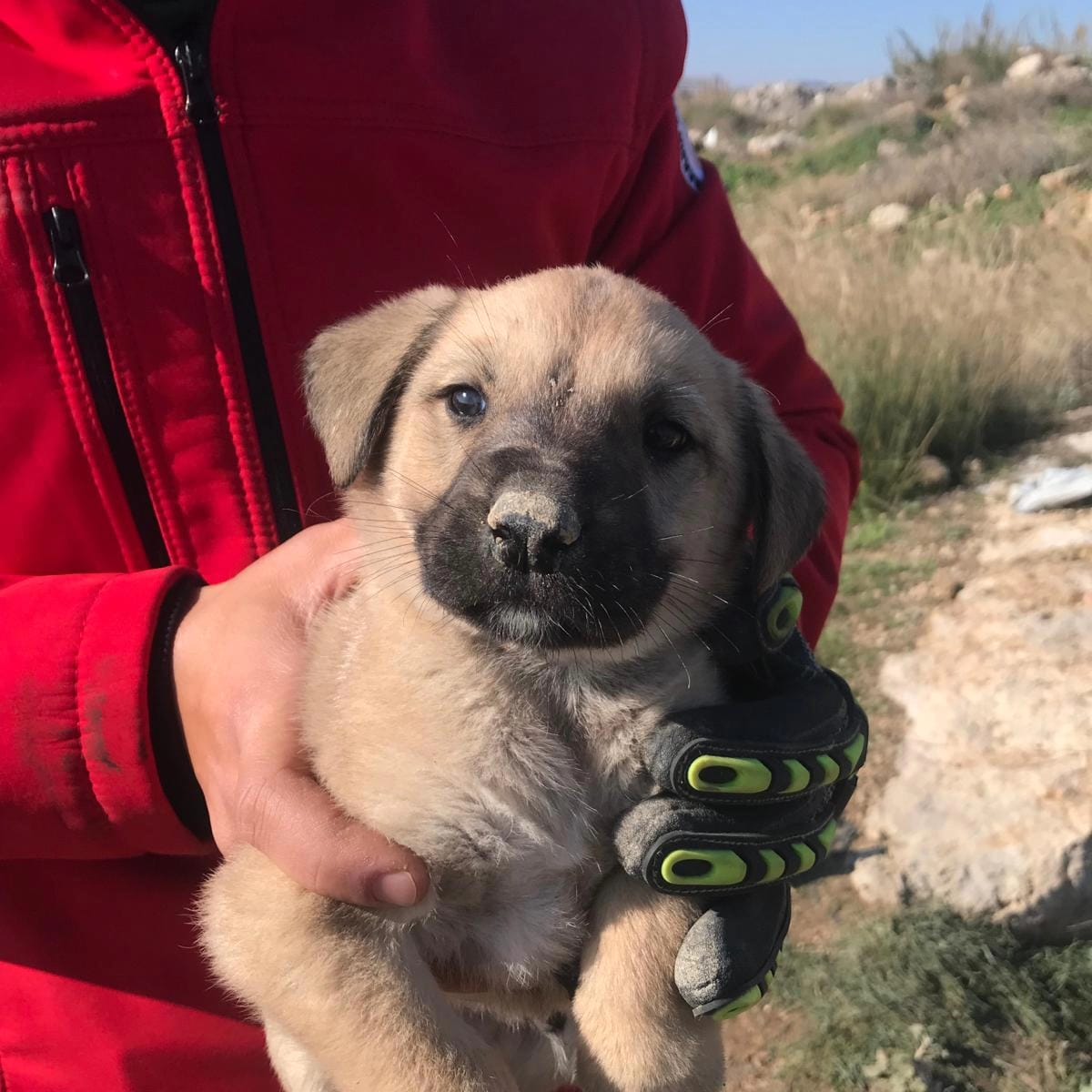 Mersin’de kuyuya düşen köpek yavrusunu itfaiye çıkardı