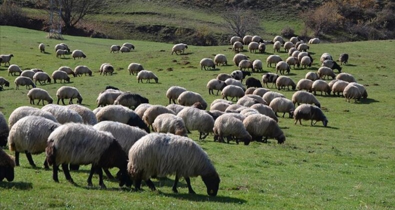 Hayvancılıkta 5 yıllık yol haritası yarın açıklanacak