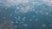 Denizanası popülasyonunun artmasında sıcaklık ve kirlilik etkili oluyor