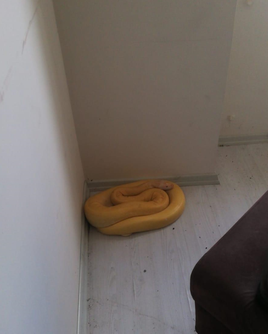 Antalya’da bir evde albino piton bulundu
