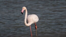Adana’da yaralı flamingo görüntülendi