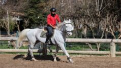 Milyon dolarlık atlar engel atlama yarışlarına “at oteli”nde hazırlanıyor