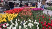 Hollanda’da dünyanın en büyük lale bahçelerinden Hollanda’da dünyanın en büyük lale bahçelerinden Keukenhof, 75. kez ziyarete açıldı 75. kez ziyarete açıldı