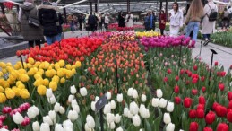 Hollanda’da dünyanın en büyük lale bahçelerinden Hollanda’da dünyanın en büyük lale bahçelerinden Keukenhof, 75. kez ziyarete açıldı 75. kez ziyarete açıldı