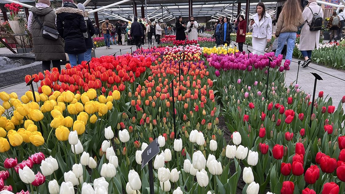 Hollanda’da dünyanın en büyük lale bahçelerinden Hollanda’da dünyanın en büyük lale bahçelerinden Keukenhof, 75. kez ziyarete açıldı 75. kez ziyarete açıldı