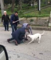 Bursa’da, pitbull cinsi köpeğin saldırısına uğrayan 2 kişi yaralandı