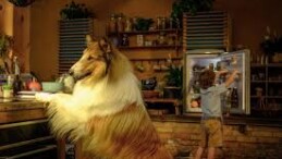 İSTANBUL – Lassie: Yepyeni Bir Macera” filminin Türkiye galası CKM’de yapıldı