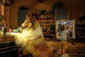 İSTANBUL – Lassie: Yepyeni Bir Macera” filminin Türkiye galası CKM’de yapıldı