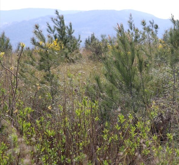 Kahramanmaraş’ta otomobil ile kamyonun çarpıştığı kazada 1 kişi yaralandı
