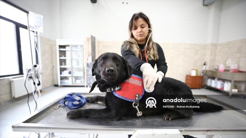 Jandarmanın dedektör köpeklerinin sağlık kontrolleri ve tedavisi uzman ellerde yapılıyor