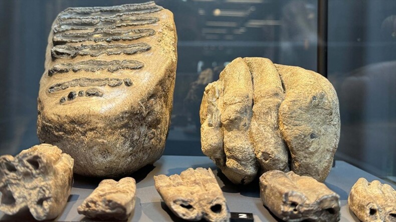 Samsun’da 14 yıl önce tesadüfen bulunan mamut fosilleri sergilenmeye başlandı