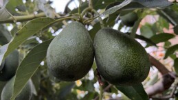 Alanya’da avokado üretim alanı 12 yılda 66 kat arttı