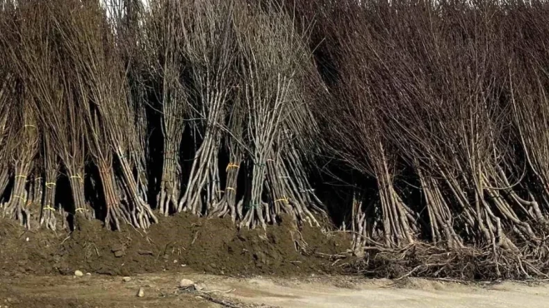 HAKKARİ – Yüksekova’da 12 bin meyve fidanı dağıtıldı