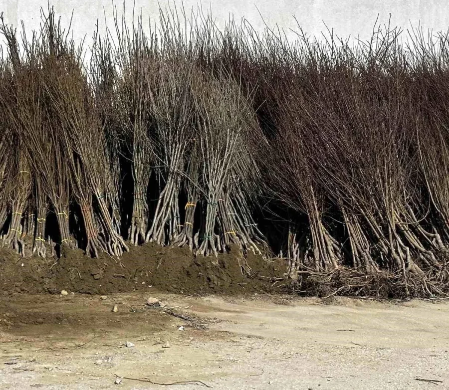 HAKKARİ – Yüksekova’da 12 bin meyve fidanı dağıtıldı