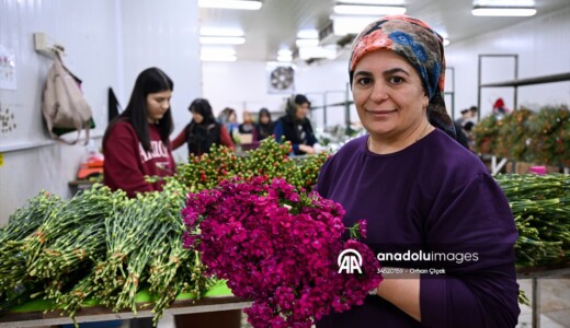 Anneler Günü için Türkiye’den Avrupa’ya 70 milyon dal çiçek ihracatı
