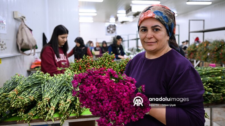 Anneler Günü için Türkiye’den Avrupa’ya 70 milyon dal çiçek ihracatı