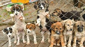 Sahipsiz köpek popülasyonu sorununa “yüksek oranda kısırlaştırma” önerisi