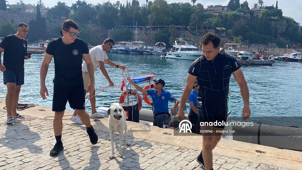 Antalya’da falezlerde mahsur kalan köpeği deniz polisi kurtardı