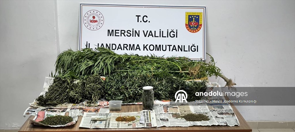Mersin’de bahçe ve ormanda kenevir yetiştiren 2 şüpheli yakalandı
