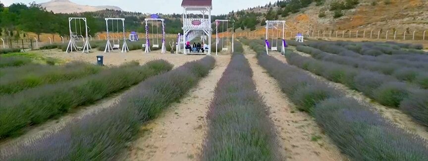 Gökçeyurt Vadisi’ndeki lavanta bahçesi fotoğraf tutkunlarının yeni gözdesi