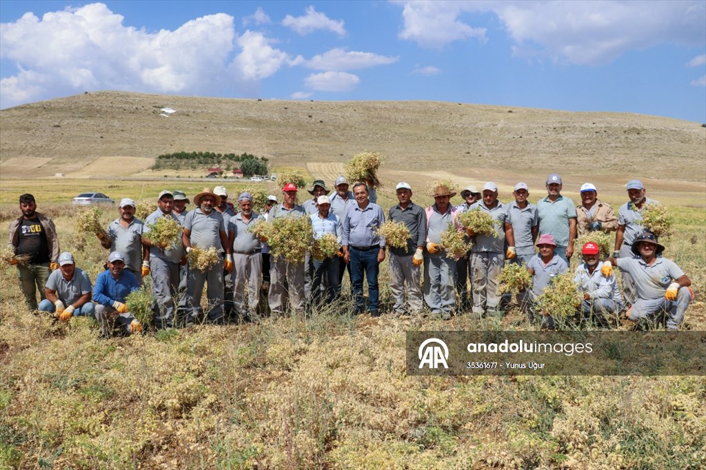 Gazipaşa’da nohut hasadı başladı